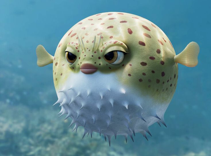 7 Fun Facts About Puffer Fish - The Mosquito Doctor